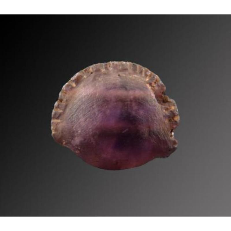 Egyptian Amethyst Cowrie shell amulet