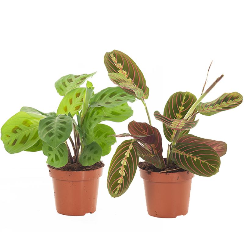 Maranta Leuconeura 2 pack